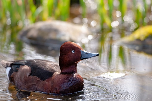 A closeup of a Ferruginous duck, Aythya nyroca captured on a lake with water dropping down its beak