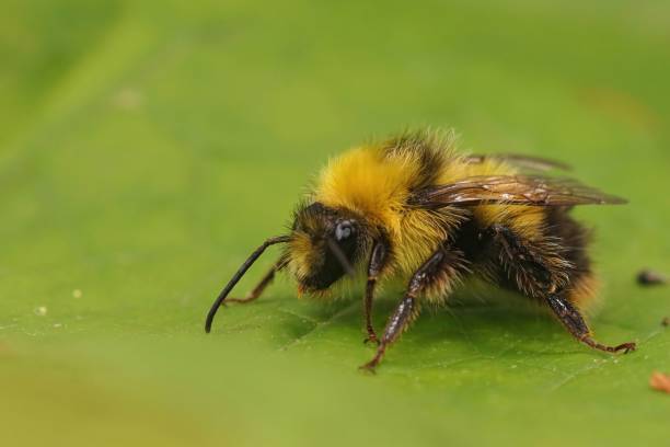 istock Closeup on a colorful fluffy yellow  early-nesting bumblebee  Bombus pratorum queen 1445937616