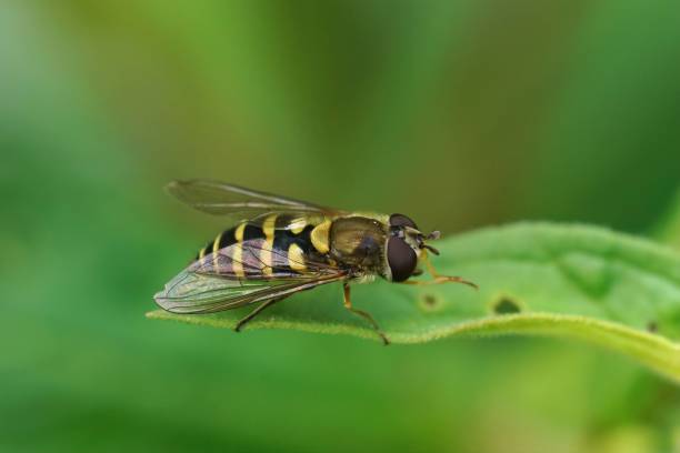 istock Closeup on a wasp mimicking hoverfly, Syrphus, sitting on a green leaf against a green background 1445937625