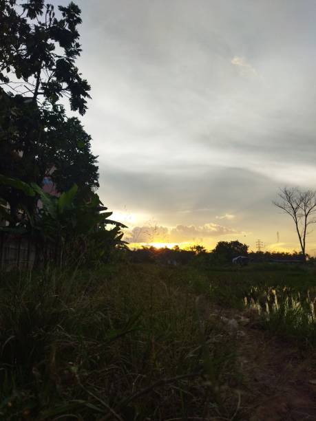 istock Vertical shot of a rice field under the sunset sky 1445937730