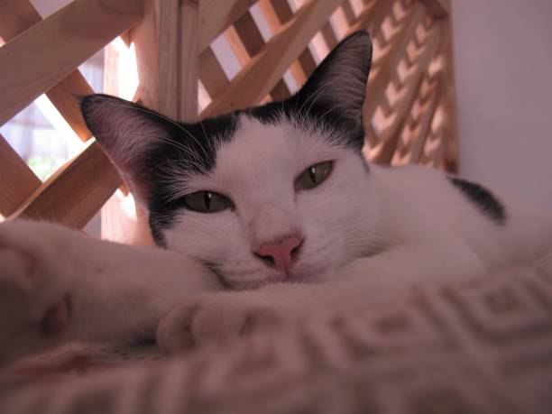 Domestic cat is lying relaxed with his back on sofa and looking at the camera
