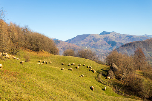 Sheep graizing on filed. Rural Landscap - Transilvania, Romania