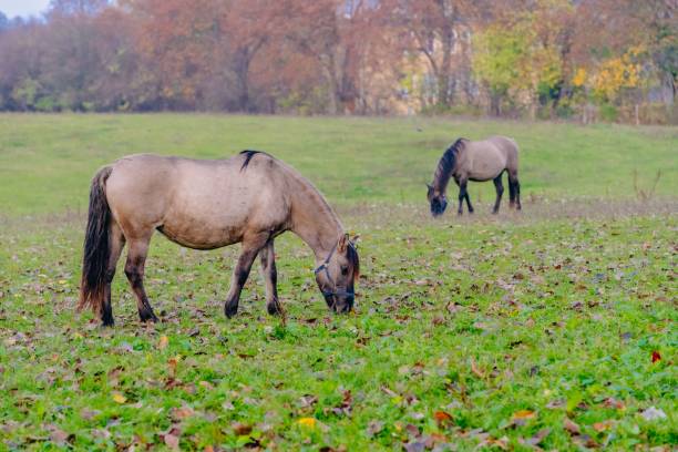 istock Two brown horses grazing on the meadow 1445939740