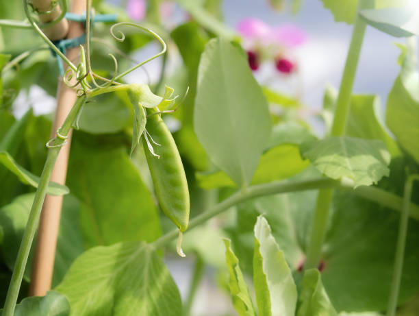 schnappen sie erbsenschote vor defokussiertem pflanzenlaub und mit bambus-stützgittern. - green pea pea pod sweet food freshness stock-fotos und bilder