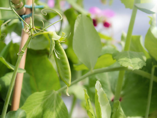 Snap pea pod in front of defocused plant foliage and with bamboo support trellis. stock photo