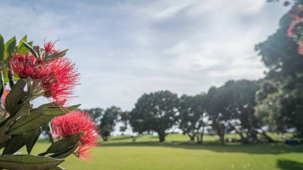 albero di natale neozelandese pohutukawa in piena fioritura, che incornicia il parco verde della milford reserve, auckland. - pohutukawa tree christmas new zealand beach foto e immagini stock