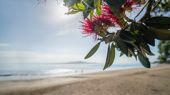 Pohutukawa trees in full bloom with Rangitoto Island in the background. Out-of-focus people walking on Milford Beach, Auckland.