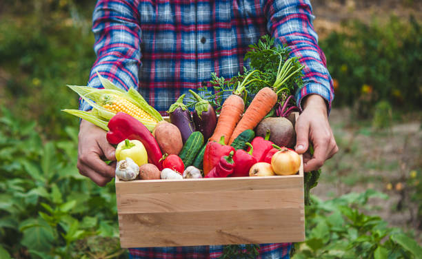 istock A farmer keeps vegetables in the garden. Selective focus. 1445941332