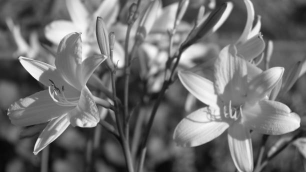 istock Black and white Lily flower blossoms 1445942023
