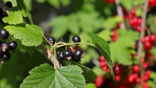istock Black Currants | Ribes nigrum on branch close-up with green leaves 1445942518