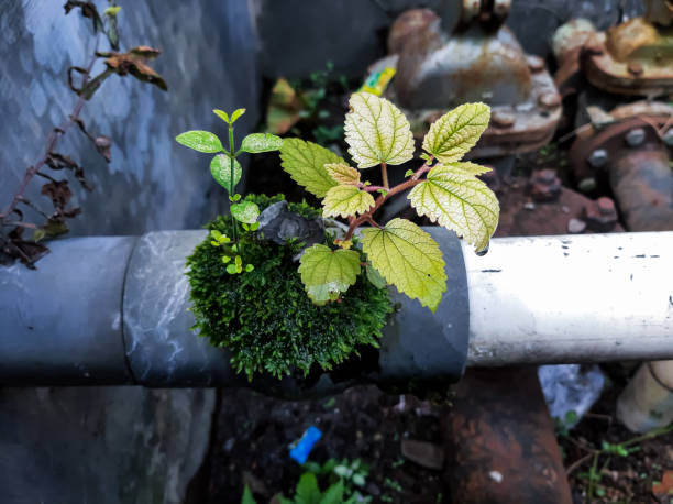 weed growth in between the pvc pipes