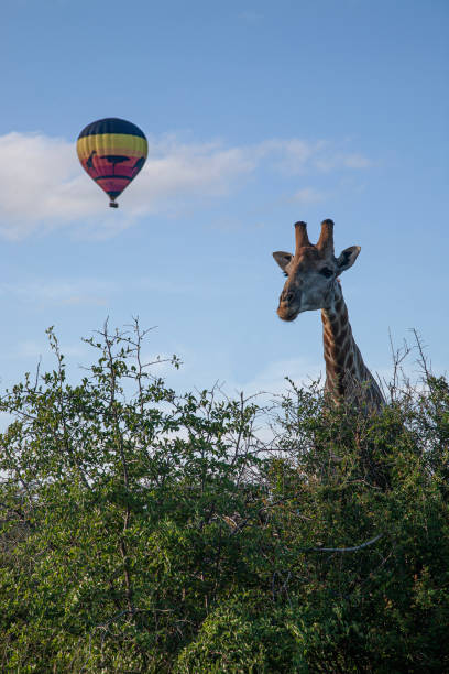 istock VREDEFORT DOME ECOTOURISM Ballooning 01 1445943425