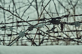 Old barbed wire on a concrete fence large with snow in winter close-up Selective focus