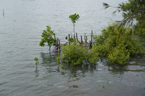 istock mangrove tree stock photo 1445945037