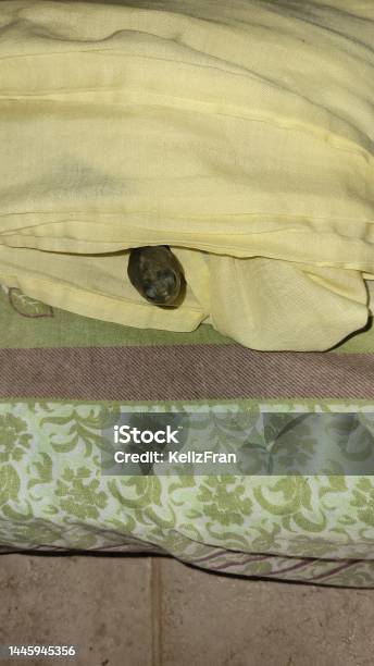 Turtle Under Sheet Stock Photo - Download Image Now - Amphibian, Animal Shell, Color Image