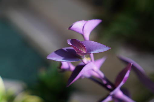 Purple orchids on white zen garden sand