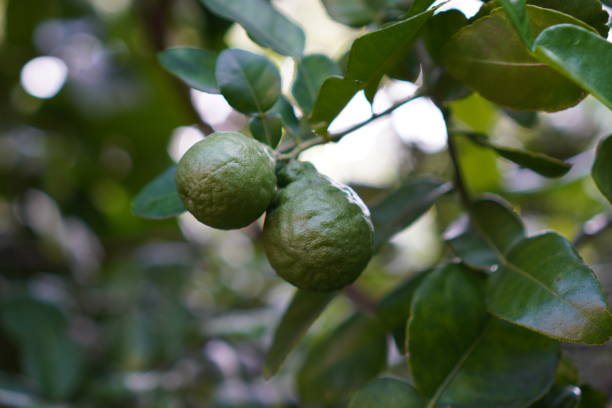Kaffir Lime on branch with leaf