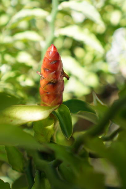 Red ginger flower