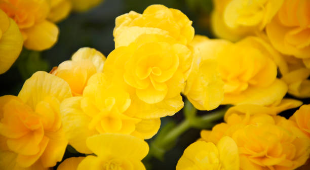 istock yellow rose texture  Magazine postcard design template, website, valentine's day, wedding day 1445950365