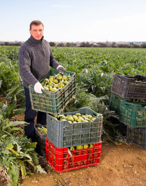 istock Farmer stocking boxes with artichokes on the field 1445950967