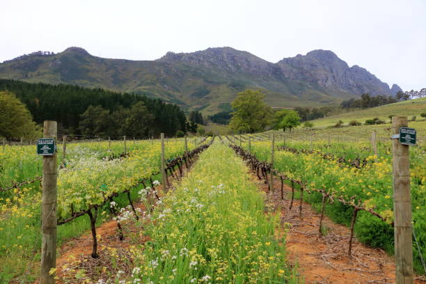Vibrant Landscape with vineyards and Mountains in the background, Cape Town, Stellenbosch, South Africa Vibrant Landscape with vineyards and Mountains in the background, Cape Town, Stellenbosch in South Africa stellenbosch stock pictures, royalty-free photos & images
