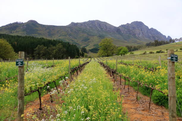 paisagem vibrante com vinhedos e montanhas ao fundo, cidade do cabo, stellenbosch, áfrica do sul - stellenbosch - fotografias e filmes do acervo