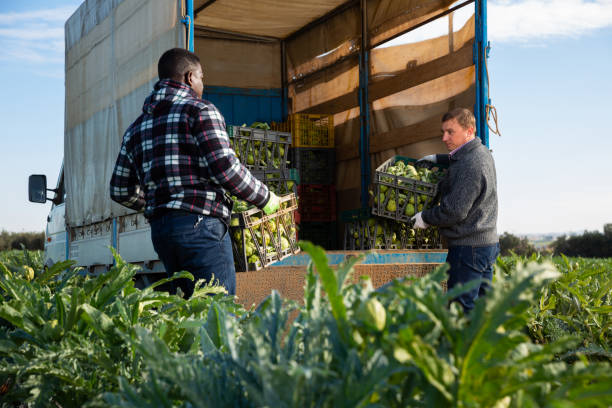 istock Farmers loading truck with artichokes 1445951000