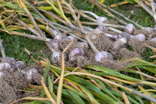 istock Harvested garlic on the grass while drying in the sun 1445953274