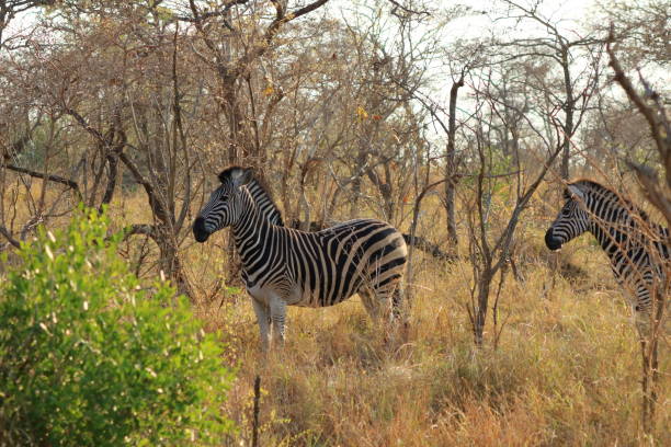 istock Cape Mountain Zebra (Equus zebra), Kruger National Park, South Africa. 1445954024