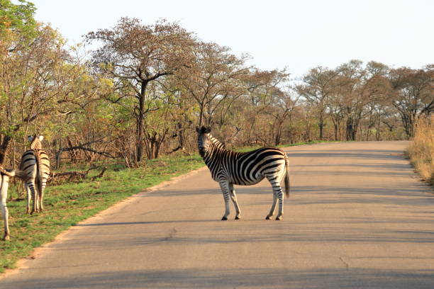 istock Cape Mountain Zebra (Equus zebra), Kruger National Park, South Africa. 1445954049