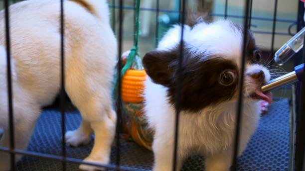 istock White young puppy with black spots on its muzzle drinks from auto drinker in cage. Two cute little dogs in cage in shelter, one puppy drinks from auto drinker, second puppy actively plays with toys. 1445956636