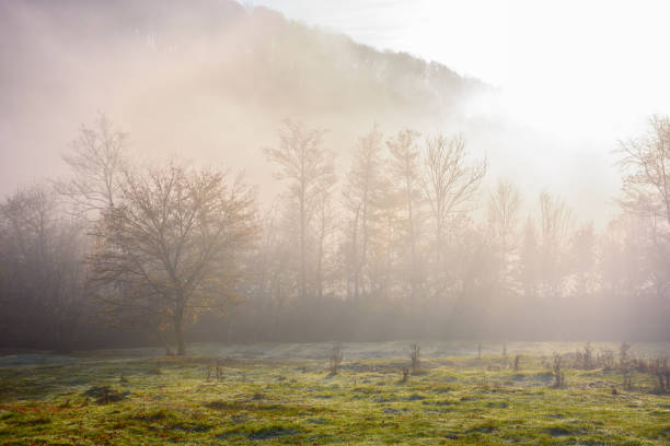 istock foggy carpathian landscape in morning light 1445957181