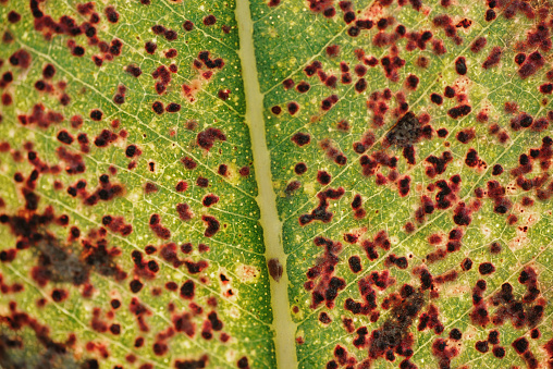 Glossy leaf beetle, scarab Chrysolina fastuosa, on a leaf