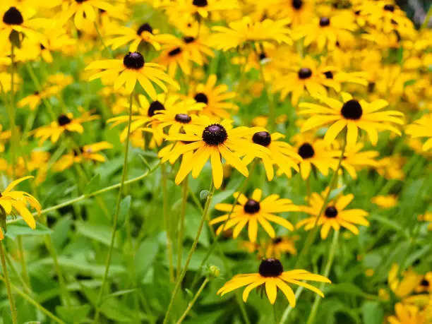 Yellow Rudbeckia hirta flower blooms in the garden, a bunch of blooming ornamental plants