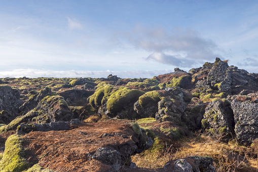 spectacular moss blankets, on the south coast of Iceland, at the Eldhraun lava fields