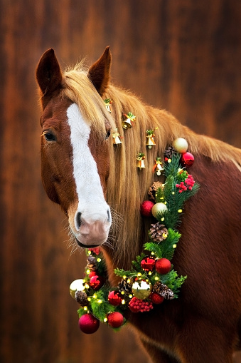 Draft Red horse portrait with long mane in  christmas decoration