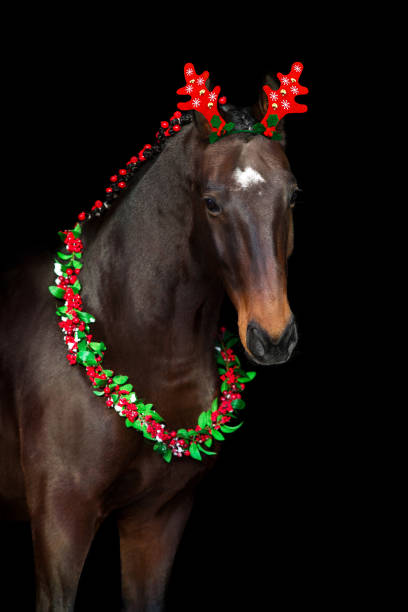 istock Horse in a christmas wreath on black background 1445970029