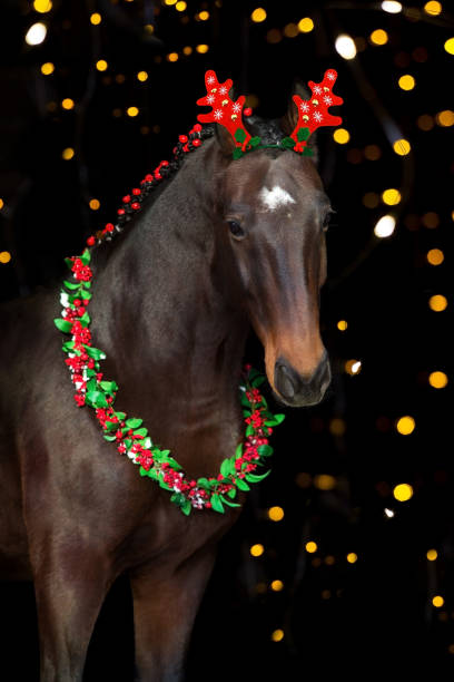 istock Horse in a christmas wreath on black background 1445970047