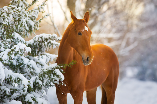 Red Horse in winter snow wood landscape at sunset light