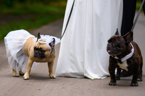 istock French bulldogs at a wedding dressed up 1445970724