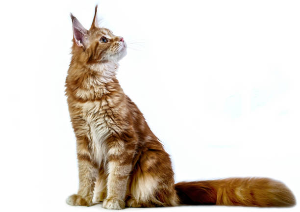 A big maine coon kitten in studio on white background, isolated.
