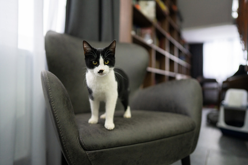 Black and white kitten standing on gray armchair at home