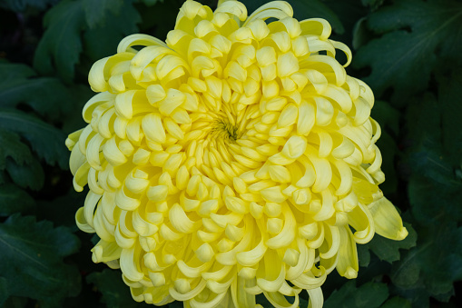 A large chrysanthemum, the flower color is light yellow. Chrysanthemum exhibition at Shilin Official Residence, Taipei, Taiwan. 2022