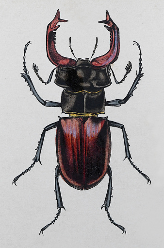 Vintage color illustration - European stag beetle or the greater stag beetle (Lucanus cervus)