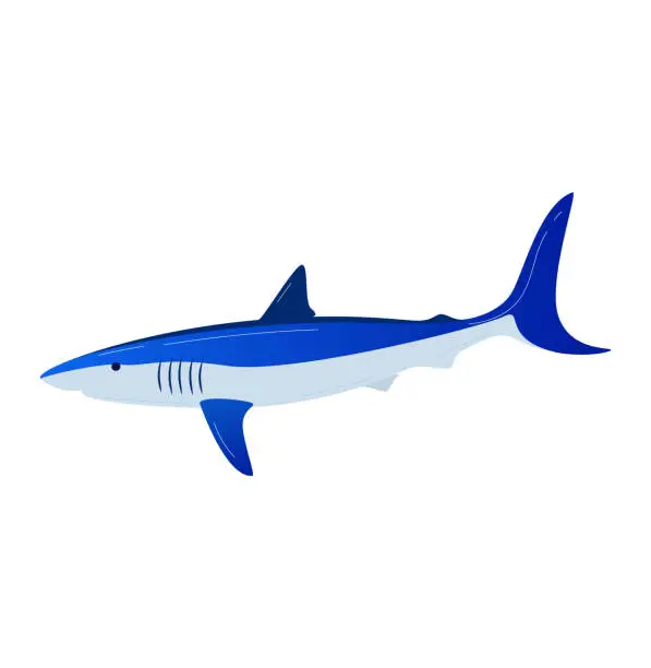 Vector illustration of Shark, sea fish isolated on white, vector illustration. Underwater ocean animal, wild cartoon nature in water. Predator wildlife, blue scary fisk