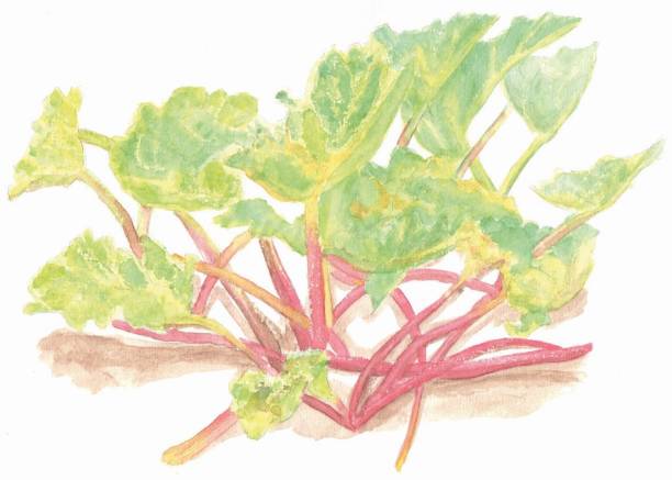 bildbanksillustrationer, clip art samt tecknat material och ikoner med painting of vegetable, rhubarbs - rhubarb watercolor