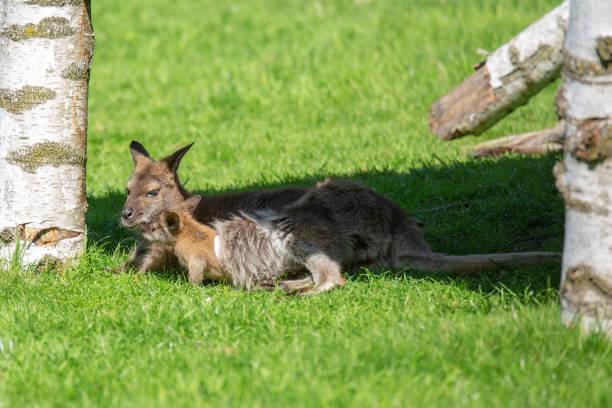 A baby kangaroo and a mother kangaroo hid from the sun in the shade on the green grass. A baby kangaroo and a mother kangaroo hid from the sun in the shade on the green grass. wallaroo south australia stock pictures, royalty-free photos & images