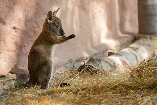 A baby kangaroo sits on the straw with outstretched paws.