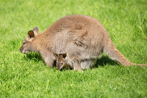 mother kangaroo and baby kangaroo on green grass.