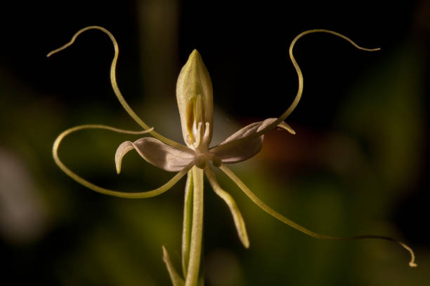 istock VREDEFORT DOME BIODIVERSITY Flora 11 1445983076